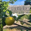 Sad pomarańczowy w Cullera Walencja - zdjęcie 4