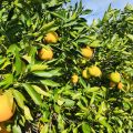 Sad pomarańczowy w Cullera Walencja - zdjęcie 2