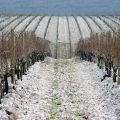 Producent wina z BiH poszukuje importera w Polsce - zdjęcie 3