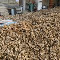 Import imbiru z Wietnamu, prosto z plantacji - zdjęcie 2