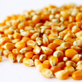 Sprzedam kukurydzę popcorn