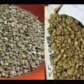 Zielona kawa Robusta z Ugandy 27,80 zł / kg - zdjęcie 2