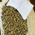 Zielona kawa Robusta z Ugandy 27,80 zł / kg - zdjęcie 3