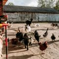Mini zoo / ranczo, 35 km od Warszawy - zdjęcie 4