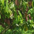 Kakao z Indonezji prosto z plantacji zbiór 2025 - zdjęcie 3