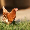 320 ha pod Kurniki z zatwierdzonym MPZP