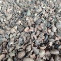 Sprzedam EKOPALM, Palm Kernel Shell (PKS) - zdjęcie 4