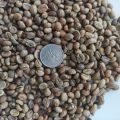 Kawa surowa Robusta z Kamerunu