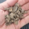 PKS - Palm Kernel Schell