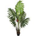 Colocasia 160 cm