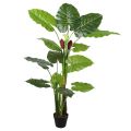 Colocasia 140 cm