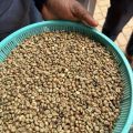 Zielona kawa w ziarnach - 100% Robusta, Uganda SC 15+ - zdjęcie 2