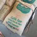 Zielona kawa w ziarnach - 100% Robusta, Uganda SC 15+ - zdjęcie 3