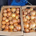 Świeża cebula, kaliber 4-9 cm, kartony 5 kg