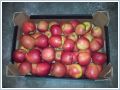 Jabłka na export / kraj - zdjęcie 1