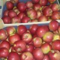 Jabłka na export / kraj - zdjęcie 4